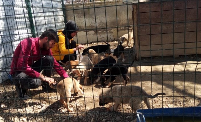 Kastamonu'da sokak hayvanları için 