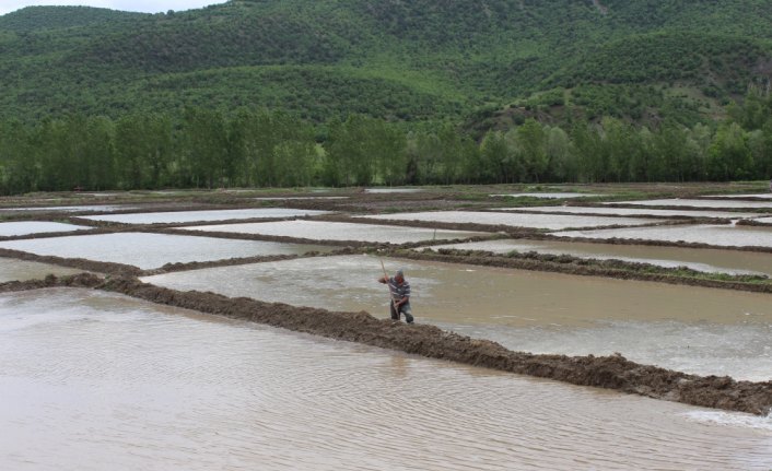 Kastamonu'da üreticilerin zorlu çeltik mesaisi başladı