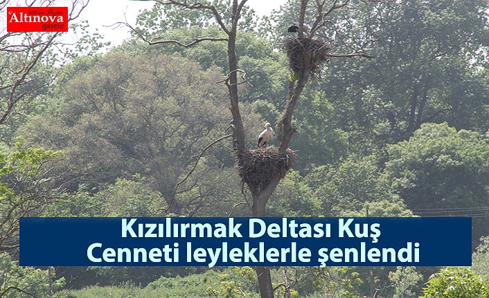 Kızılırmak Deltası Kuş Cenneti leyleklerle şenlendi