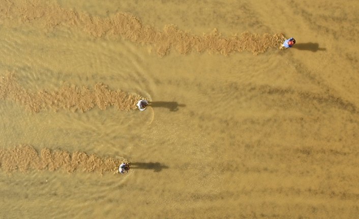 Konuralp pirincinde ekim zamanı