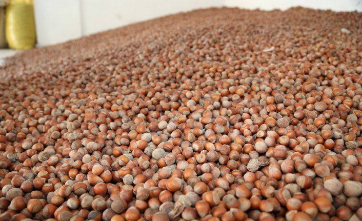 Ordu'da fındık fiyatı 16 liraya yükseldi