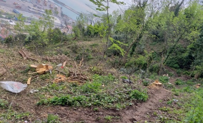 Trabzon'da ağaçların izinsiz kesilmesi