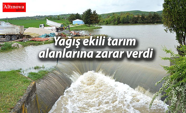Yağış ekili tarım alanlarına zarar verdi