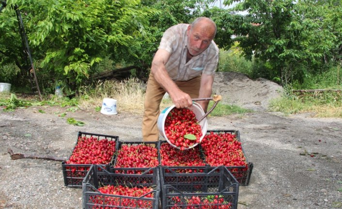 Amasya'da kiraz hasadı sürüyor
