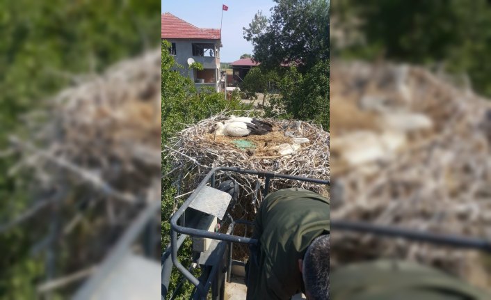 Annesiz kalan 4 leylek yavrusu koruma altına alındı