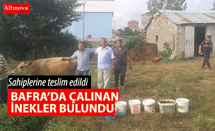Bafra'da çalınan inekler bulundu