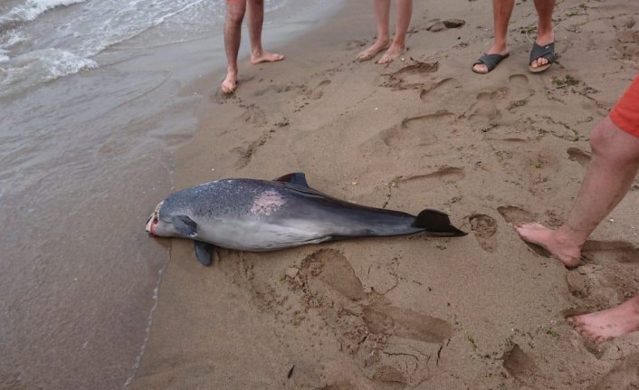 Bartın'da sahile yunus leşi vurdu