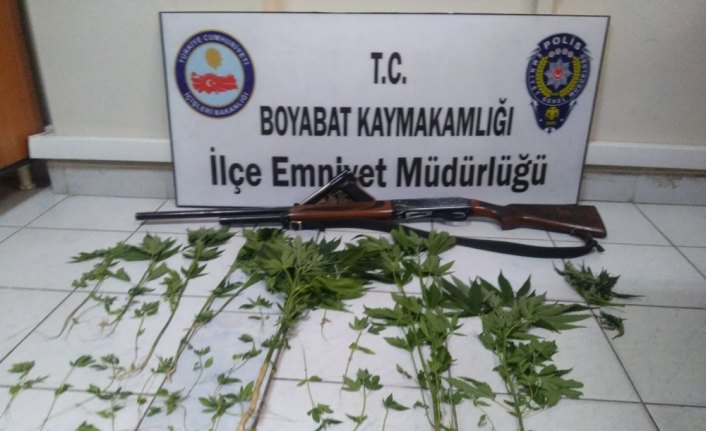 Boyabat'ta hint keneviri ele geçirildi