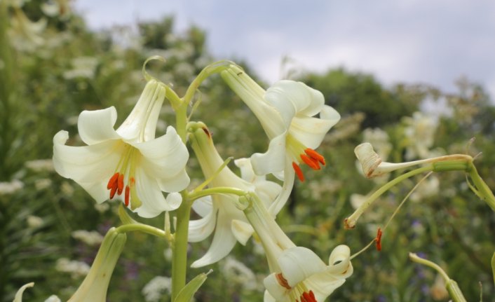 Bu zambağı koparmanın cezası 60 bin lira