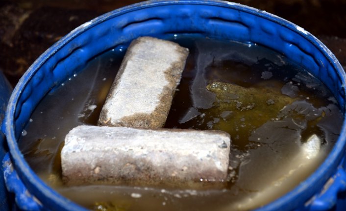 Coğrafi işaretli Erbaa yaprağında hasat zamanı