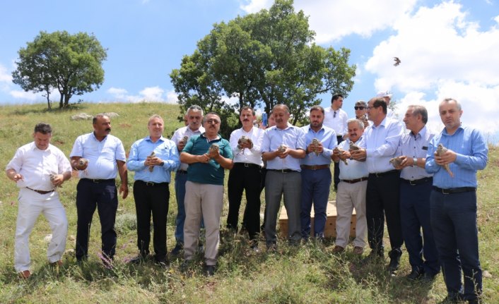 Çorum'da doğaya 200 kınalı keklik salındı