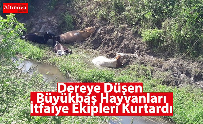 Dereye Düşen Büyükbaş Hayvanları İtfaiye Ekipleri Kurtardı