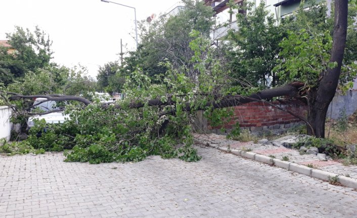 Devrilen ağacın dallarının çarptığı kişi hafif yaralandı