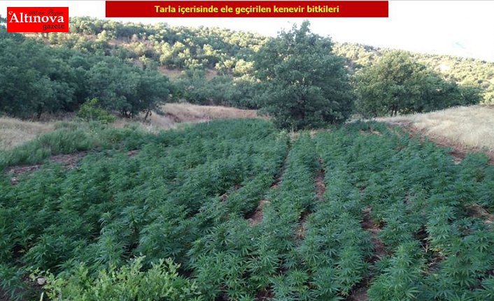 Diyarbakır'da 1 milyon 255 bin 464 kök Hint keneviri ele geçirildi