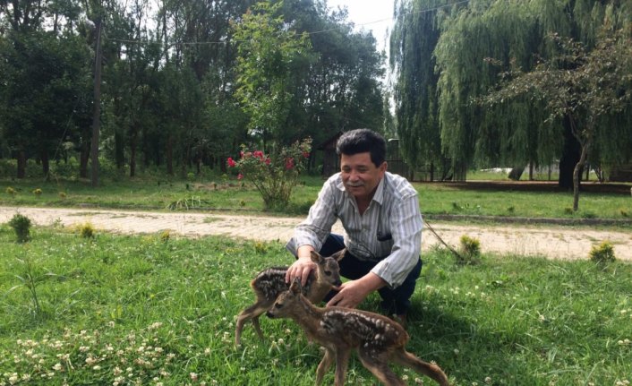 Fındık bahçesinde iki yavru karaca bulundu
