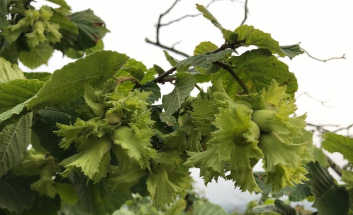 Fındık ihracatçılarından gelecek sezon rekor beklentisi