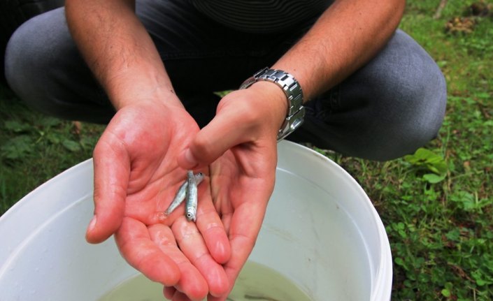 Giresun'da alabalık yavruları dereye salındı