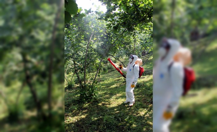 Giresun'da fındık verimi ve kalitesi artırılıyor