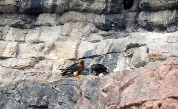 Gümüşhane'de sakallı akbaba görüntülendi