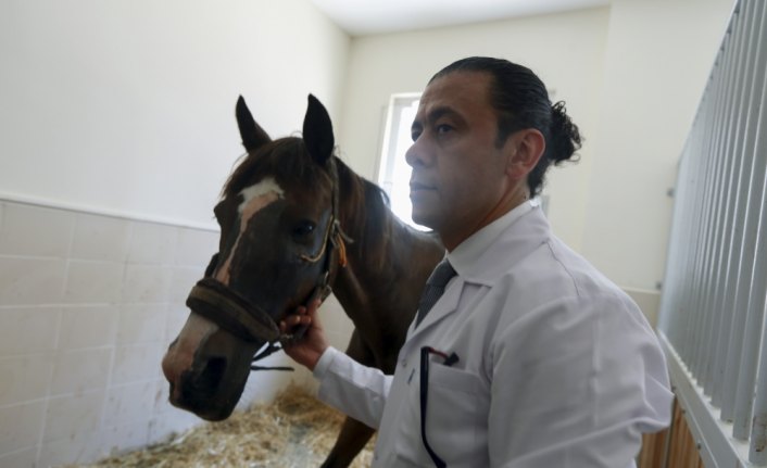 Hasta ve yaralı atları yaşama döndüren merkez