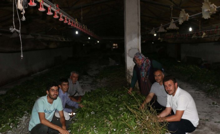 İpek böceği köylülerin gelir kapısı oldu