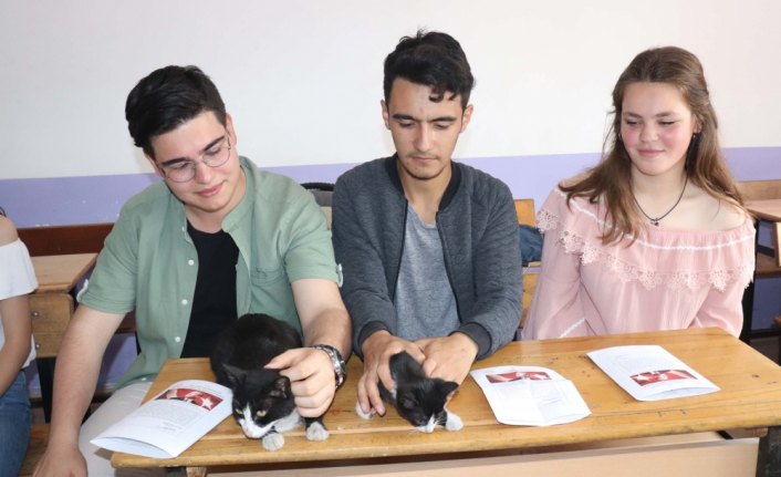 Okulda beslenen kedi yavruları karne gününde yuvaya kavuştu