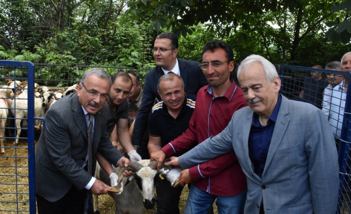 Ordu'da çiftçilere hayvancılık desteği