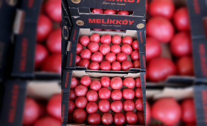 Rusya'ya domates ihracatındaki artış yüz güldürüyor