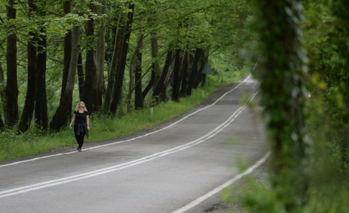 Safranbolu'nun ağaç tünelli yolları görenleri büyülüyor