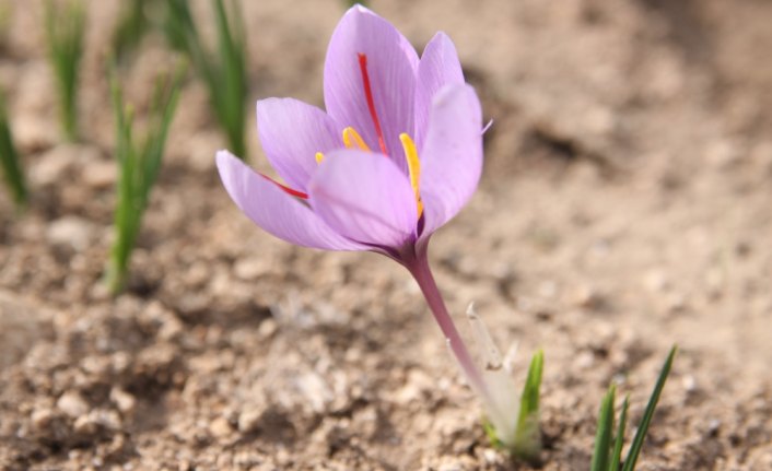 Safranda üretim hedefi 20 kilo