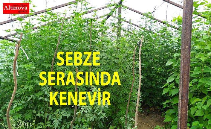 Sebze serasında kenevir yetiştiren 3 kişi yakalandı