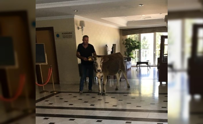 Sinop'ta sıcaktan bunalınca otele giren inek ilgi çekti