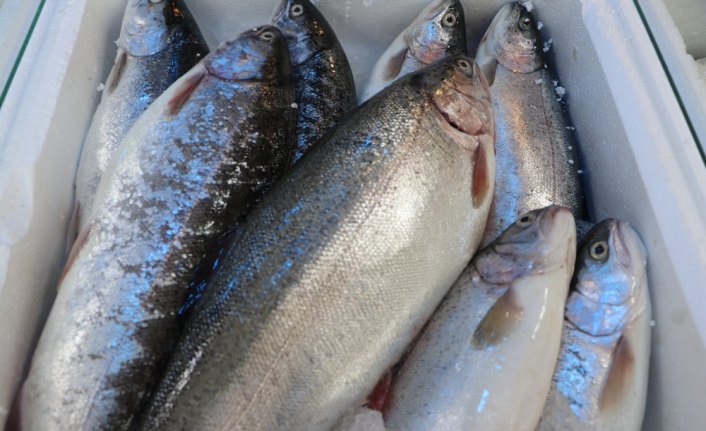 Su ürünleri ihracatında artış