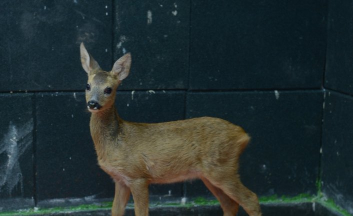 Tedavi edilen karacalar doğayla buluşturuldu