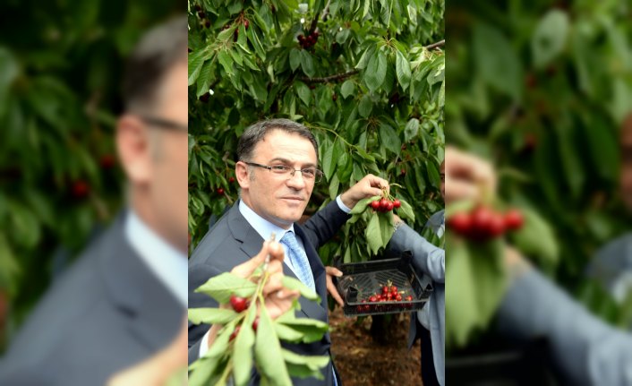 Vali Ozan Balcı kiraz hasadına katıldı