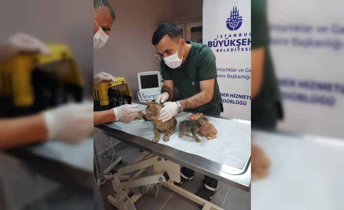 Yangından kurtarılan kediler tedavi altına alındı