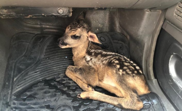 Yaralı karaca koruma altına alındı