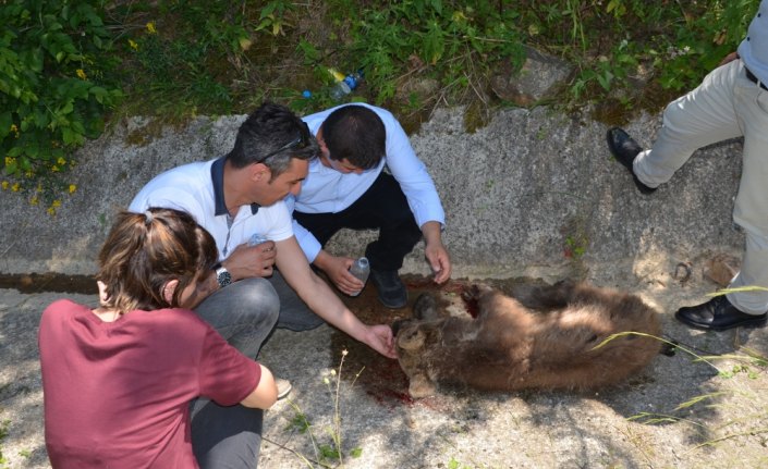 Yolda yaralı bulunan ayı yavrusu tedavi altına alındı