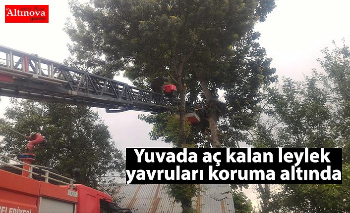 Yuvada aç kalan leylek yavruları koruma altında