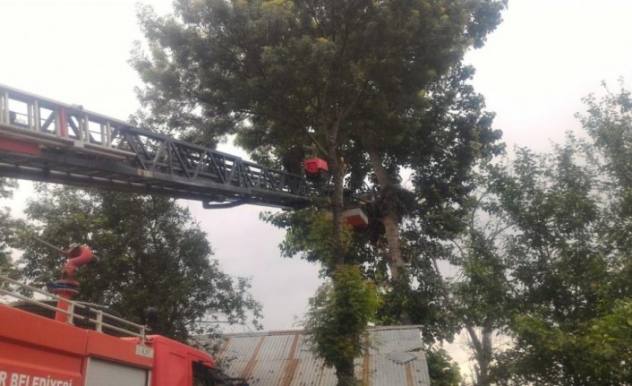 Yuvada aç kalan leylek yavruları koruma altında