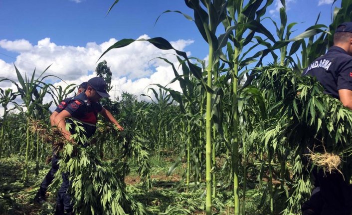 Zonguldak'ta 22 bin kök Hint keneviri ele geçirildi