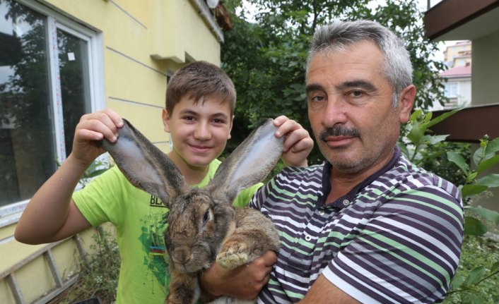 12 kiloluk tavşan ilgi odağı oldu