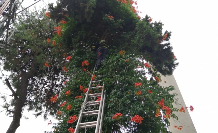 Ağaçta mahsur kalan kediyi itfaiye kurtardı
