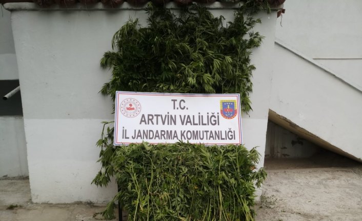 Ardanuç'ta Hint keneviri ele geçirildi