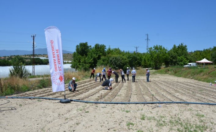 Ata tohumu fasulyeler toprakla buluştu