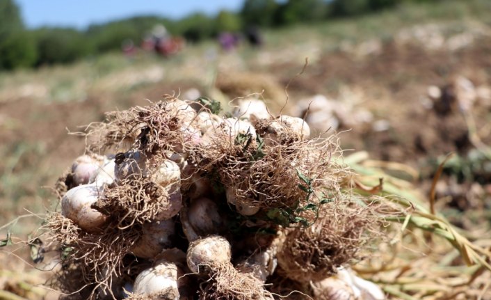 Balıklardaki mantar hastalığına 