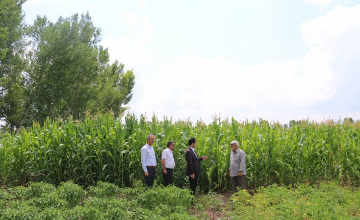 Boğazkale'de çiftçilerin yeni gelir kapısı silajlık mısır