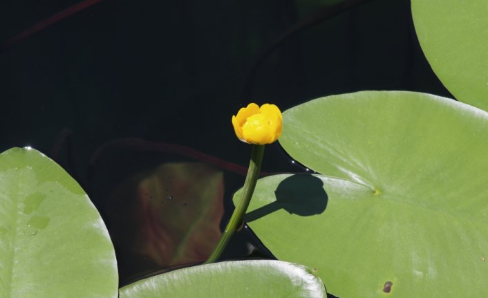 Bolu'nun tabiat parkları 