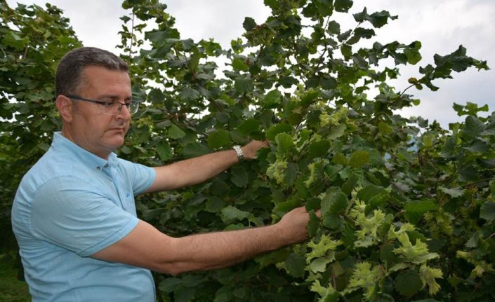 Fındıkta rekolte çalışması titizlikle sürdürülüyor