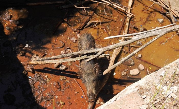 Giresun'da sulama havuzuna düşen domuz kurtarıldı